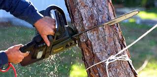How Our Tree Care Process Works  in  Irvine, CA