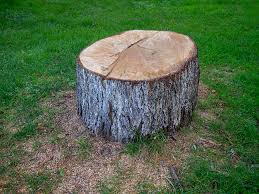 Best Tree Removal  in Irvine, CA
