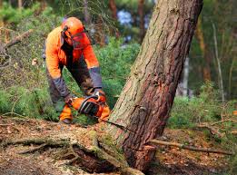 Best Tree Planting  in Irvine, CA