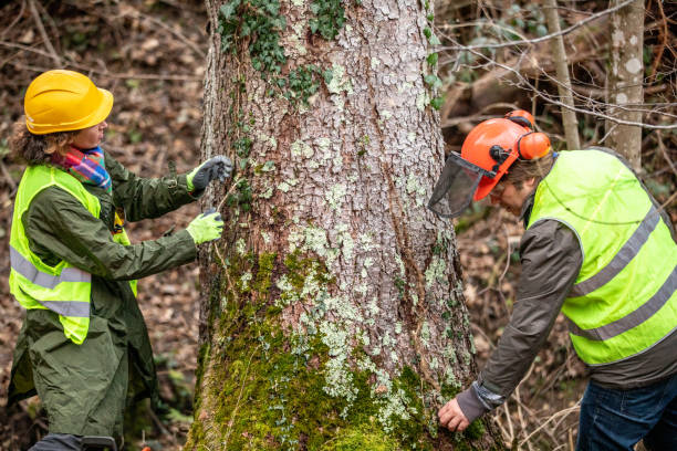Best Arborist Consultation Services  in Irvine, CA