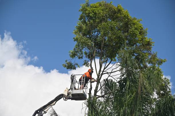 Reliable Irvine, CA Tree Care Solutions