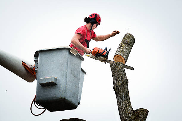 Best Tree and Shrub Care  in Irvine, CA