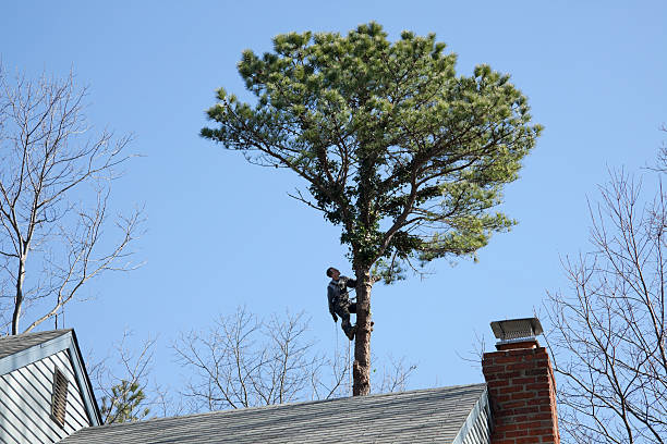 Best Tree Preservation Services  in Irvine, CA